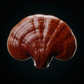 Fermented Reishi