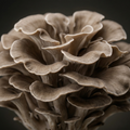 Fermented Maitake