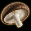 Chaga