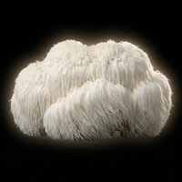 Lion's Mane