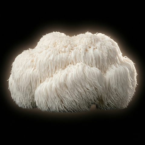 Lion's Mane