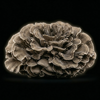 Reishi