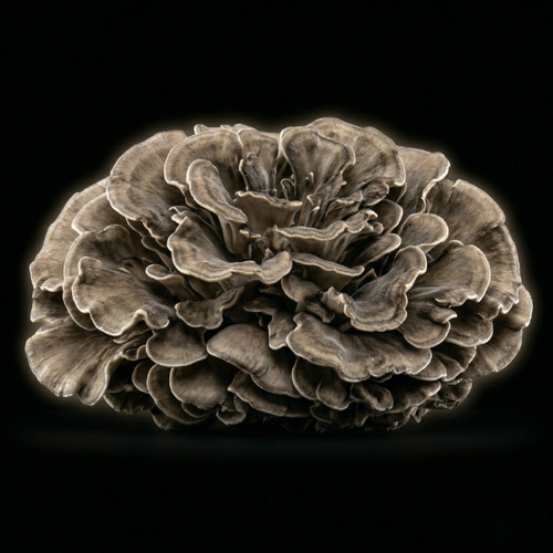 Reishi