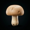 Fermented Himematsutake
