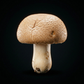 Fermented Himematsutake