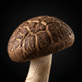 Fermented Shiitake