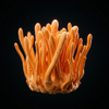 Fermented Cordyceps