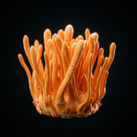 Cordyceps